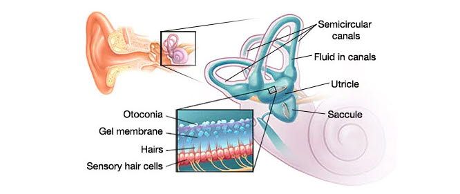 Mayo Clinic human ear vertigo illustration