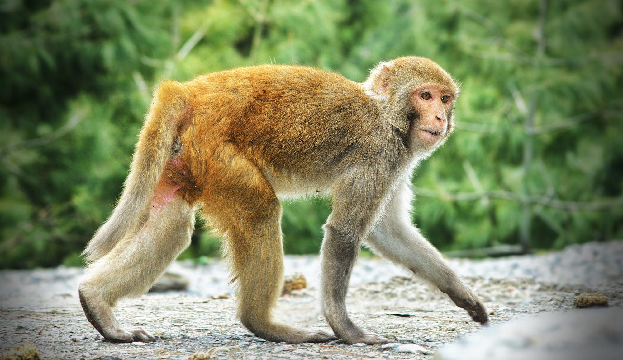 Tobii nonhuman primate