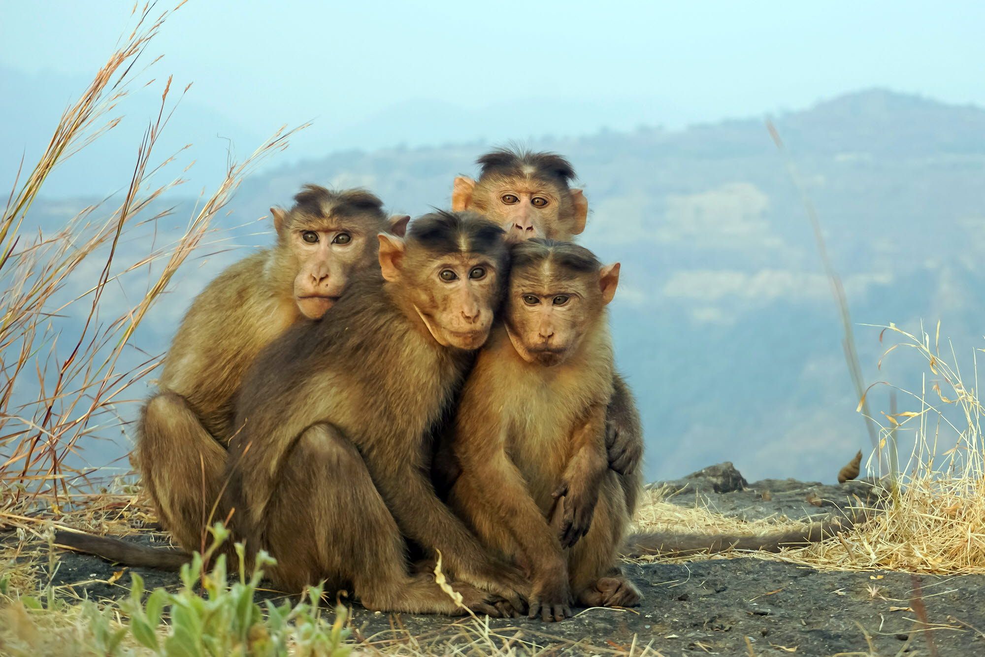 A group of monkeys