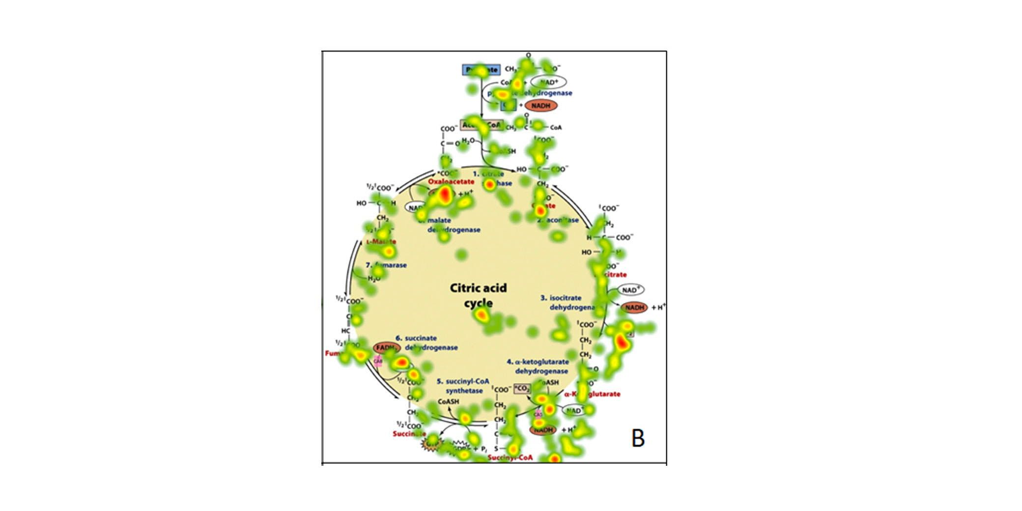 Citric acid cycle eye tracking heat map