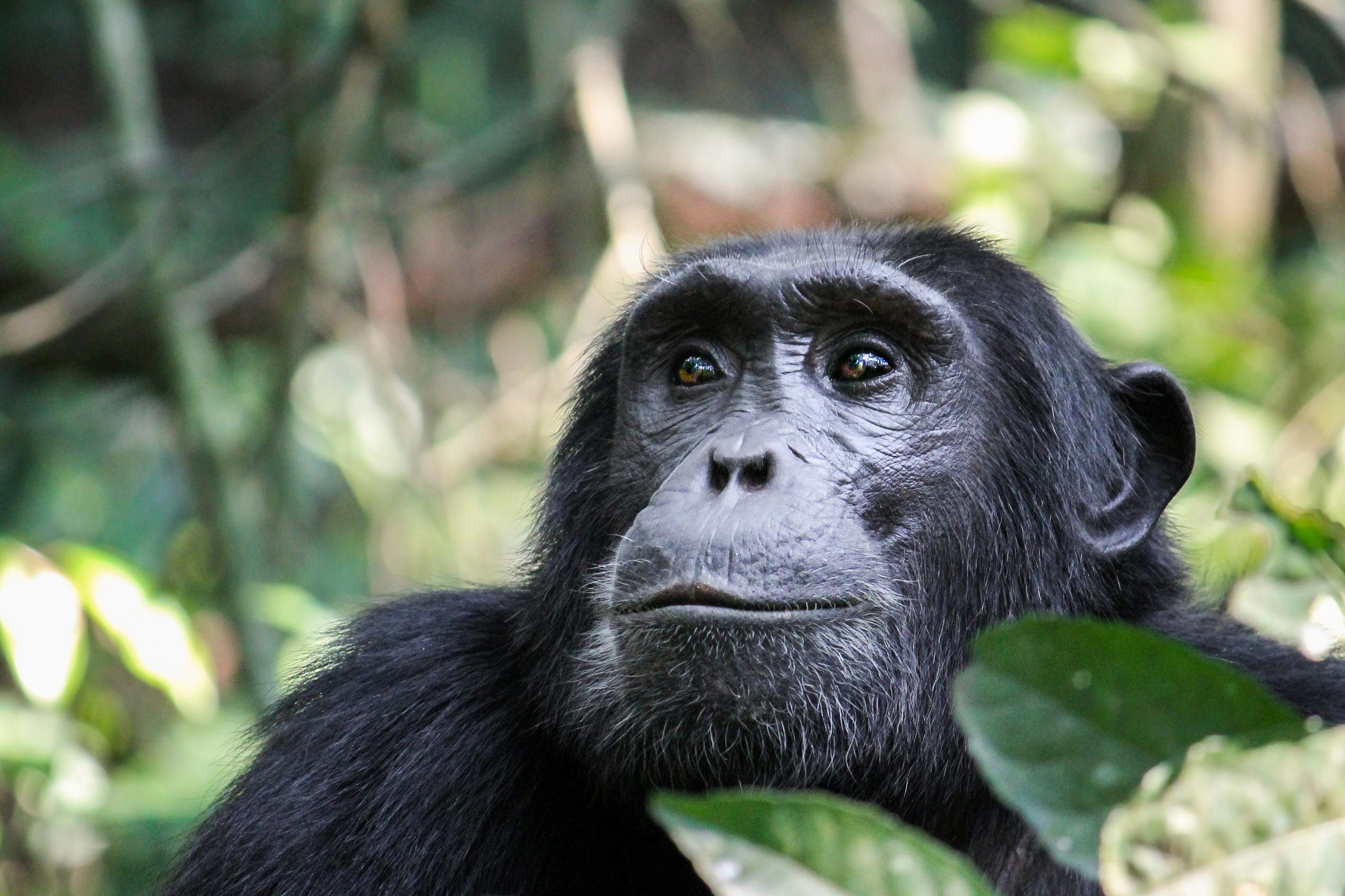 Chimpanzee in the jungle